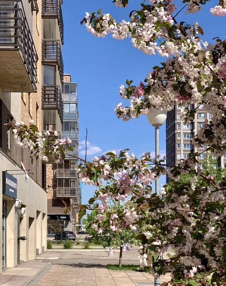 1-комнатная Регатная улица, 4  за 42000 руб/мес фото 11