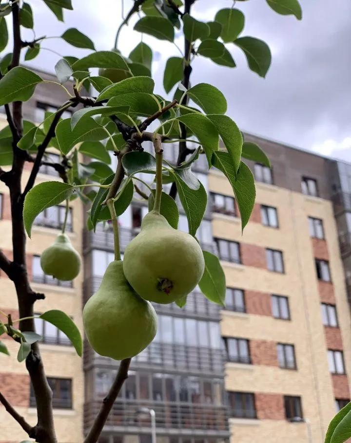 1-комнатная Регатная улица, 4  за 42000 руб/мес фото 14